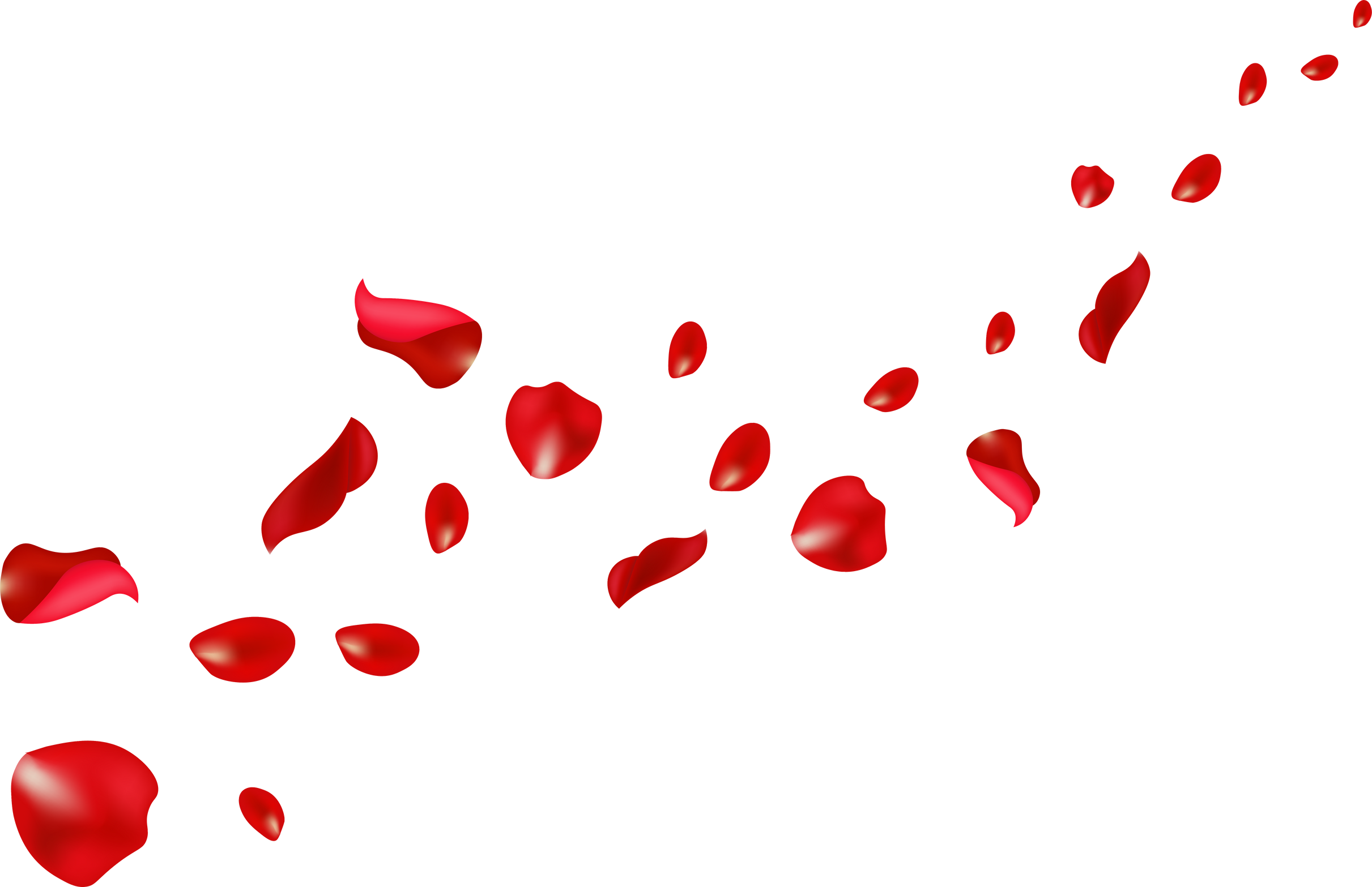 Flying red rose petals